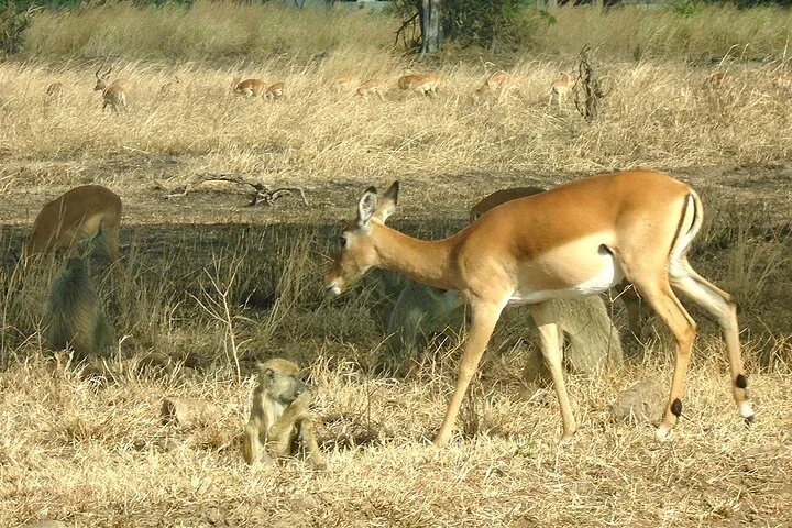 9 Day 8 Nights Safari in Serengeti and Zanzibar  - Tanzania safari gallery image